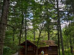 -五营红松林海景区