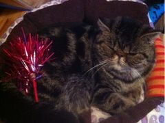 iphone_upload_pic-喵园·猫主题咖啡厅·撸猫·猫咖(国贸店)