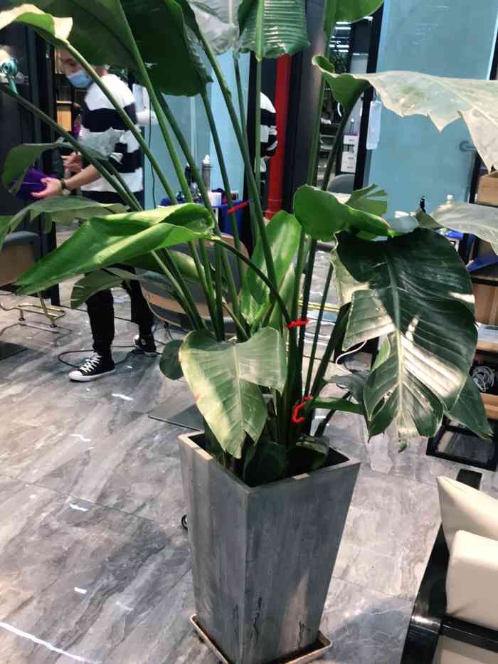 藤野造型(昆明南亚风情全国直营店)-"【项目】染发昨天起了个大早去的