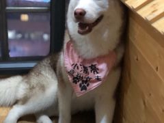 -Husky Go! 哈士奇体验馆·宠物咖啡厅狗咖