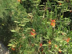 三亚凯莱仙人掌度假酒店-三亚亚龙湾凯莱仙人掌度假酒店