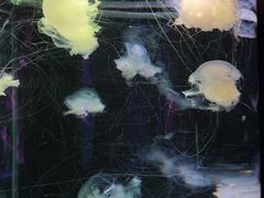 -左海海底世界