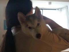 -Husky Go! 哈士奇体验馆·宠物咖啡厅狗咖