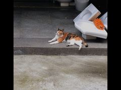 -大鼎沙嗲面(港口路店)