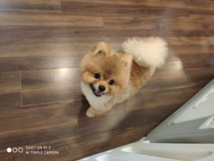 -柯斗斗主题餐厅·狗咖·围炉煮茶·茶饮(国瑞升平里店)