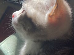 -客栈猫舍(中央北路店)