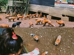 -宫城藏王狐狸村