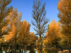 -金塔沙漠胡杨林景区