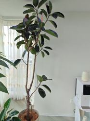 -HEYAN荷妍专业脱毛连锁机构