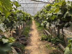 -马陆小张葡萄园农家乐