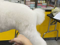 -优缇多格专业宠物美容师培训学校