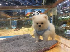 -龟与熊猫宠物公园(南坪店)