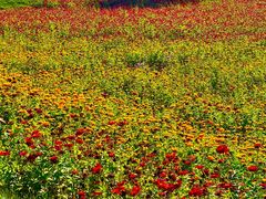 -莲花山花海