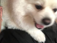 -芭比堂爱心动物医院(柯桥康爱分院)