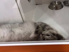 -三花喵·撸猫购宠·宠物生活馆(虹桥南丰城店)