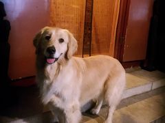 -百好乐宠物友好餐厅(朝外大街店)