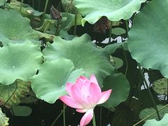 -西湖游船