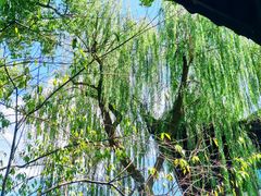 -柳莺湖上·湖景餐厅·江南菜(西湖店)