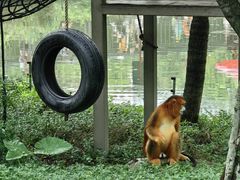 -深圳野生动物园