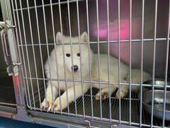 -爱牧宠物医院·猫专科·骨科·内窥镜(甪直店)