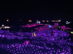 -大塘金香草谷