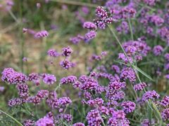 -北京国际鲜花港