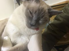 -瑞派宠物医院·24小时骨科·心脏·核磁(哈尔滨南岗店)