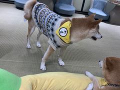 -逗柴咖啡屋·狗咖猫咖宠物桌游