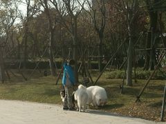-南翔镇银翔湖公园