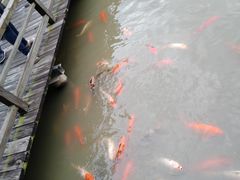 -大湾区中央湿地公园