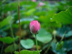 -万源龙顺度假庄园生态观光园