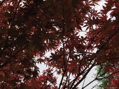 -广州市帽峰山景区