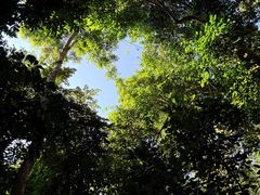 -西双版纳原始森林公园