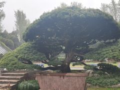 -水绘园