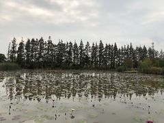 -上海长兴岛郊野公园