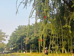 -映月湖公园
