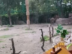 -上海野生动物园老虎餐厅