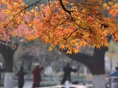 -南京古林公园
