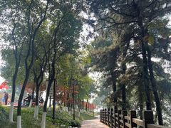 -铁山坪森林公园