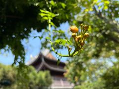 -龙华寺