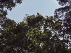 -梧桐山风景名胜区