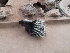 -石家庄市动物园