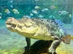 -迪拜水族馆及水下动物园