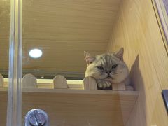 -爪爪喵星球·猫舍(前海卓越店)