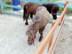 -合肥滨湖国家森林公园