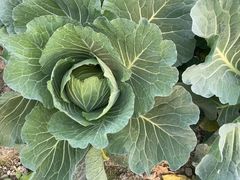 -中国天府农业博览园