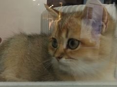 -糯米喵星人·撸猫猫舍咖啡馆(西市场嘉华店)