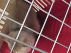 -佳雯宠物医院·皮肤科·内外科(春晓路分院)