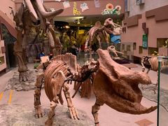 -陕西自然博物馆