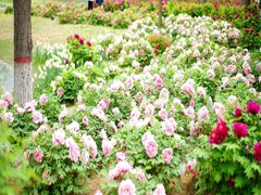 -石家庄市植物园